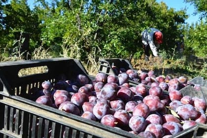 La ciruela también se expande en Mendoza