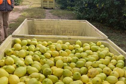 La citrícola San Miguel busca convertirse en el principal procesador de limón industrial del mundo