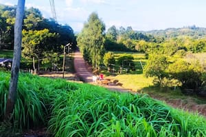La citronela, un pasto largo, verde y ancho que puede alcanzar 2 metros de altura, solo se cultiva en El Soberbio y alrededores, porque no resiste la helada, típica de muchos otros sectores de Misiones