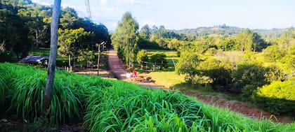La citronela, un pasto largo, verde y ancho que puede alcanzar 2 metros de altura, solo se cultiva en El Soberbio y alrededores porque no resiste la helada, típica de muchos otros sectores de Misiones