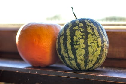 La Citrullus lanatus ‘Mini Love’ es una variedad de sandía que no supera los 2 kg, ideal para heladeras compactas y huertas urbanas