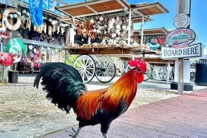 La ciudad de Key West tomó medidas enérgicas contra la alimentación ilegal de pollos, gallinas y otras aves