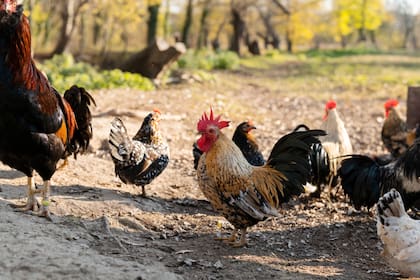 La ciudad de Key Wesy aclara no hay un plan para contratar cazadores de pollos