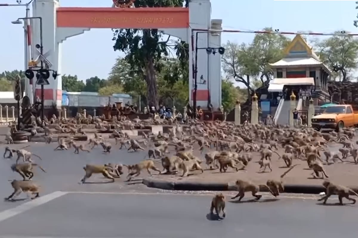La ciudad de Lopburi, en Tailandia, está tomada por más de 6000 monos y los habitantes se refugian en sus casas