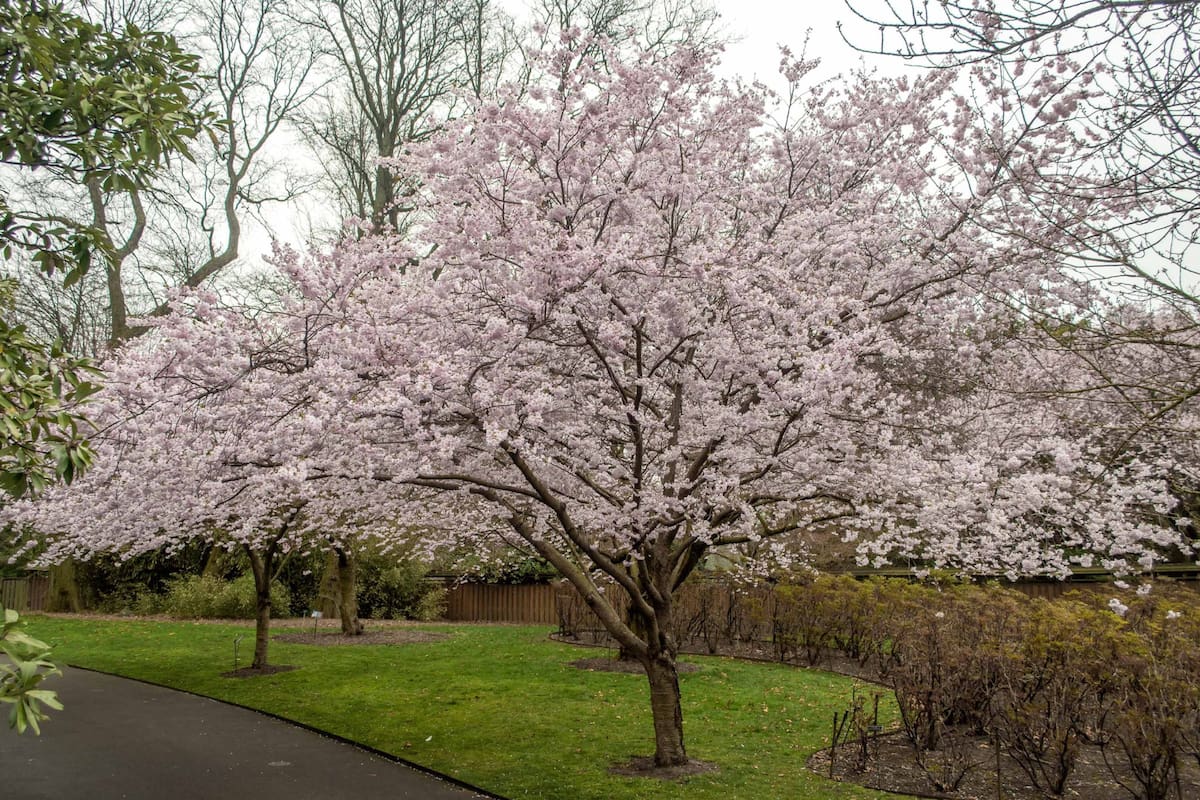 La ciudad de Nueva York atraviesa su período anual de floración de cerezos, iniciado a fines de marzo