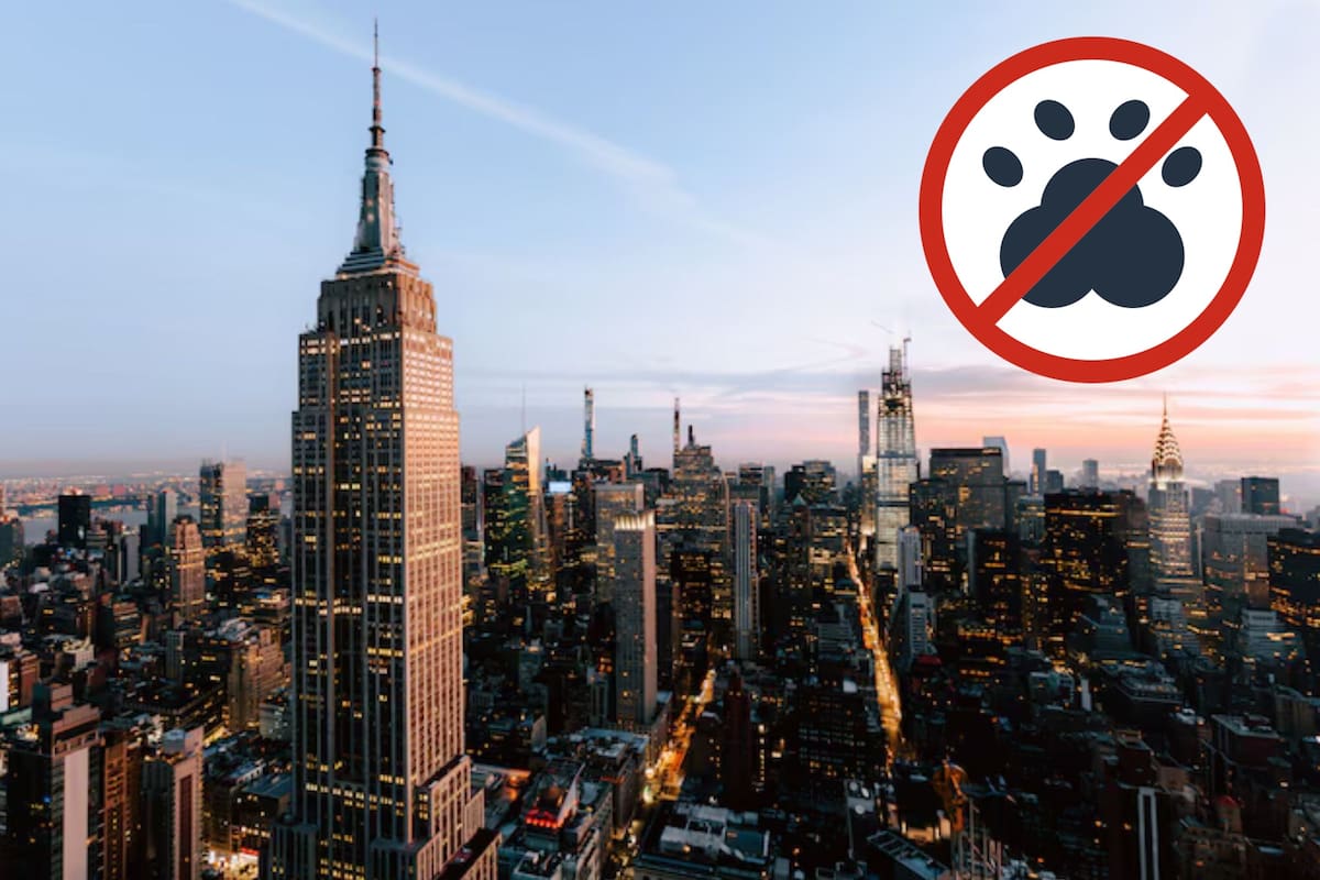 La Ciudad de Nueva York prohíbe tener hurones como mascotas