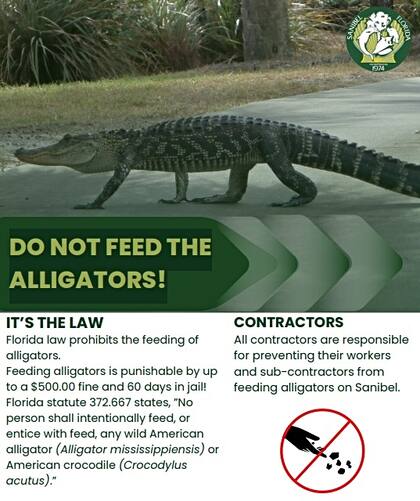 La ciudad de Sanibel advierte sobre las multas y sanciones por alimentar caimanes y cocodrilos