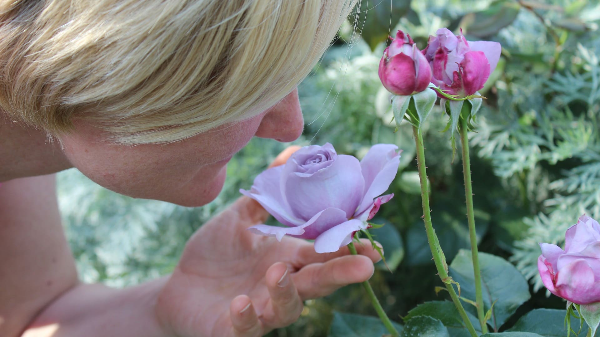 La clave de cultivo de una rosa es tener al menos 5 horas de sol pleno