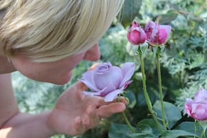 La clave de cultivo de una rosa es tener al menos 5 horas de sol pleno