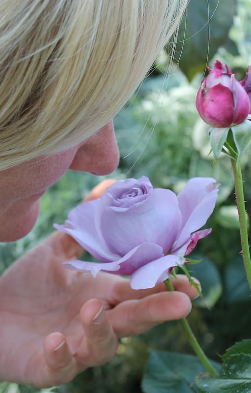 La clave de cultivo de una rosa es tener al menos 5 horas de sol pleno