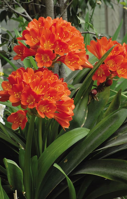 La clivia, adorada por dar la nota de color en una época de pocas flores