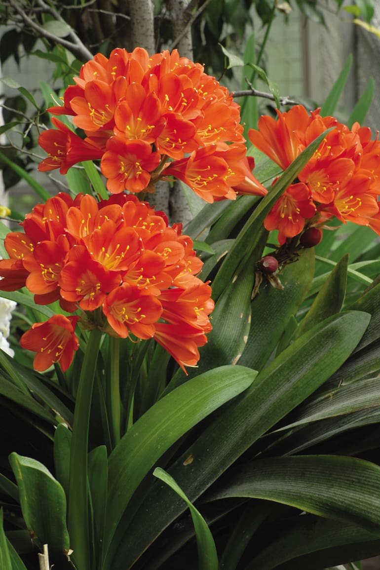 La clivia, adorada por dar la nota de color en una época de pocas flores