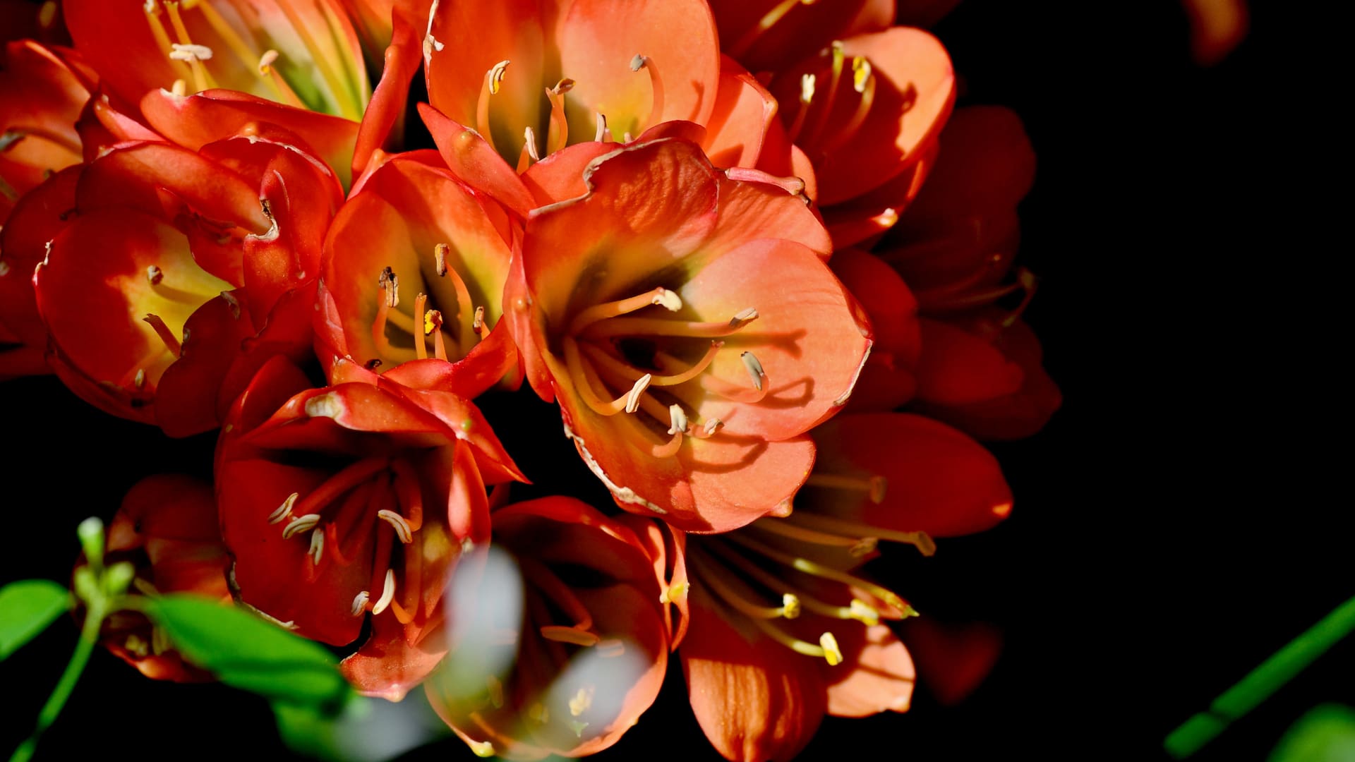 Hay plantas con flores capaces de vivir en condiciones intermedias de luminosidad