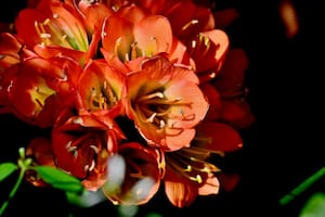 La Clivia está adaptada para vivir en lugares sombreados