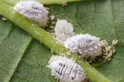 La cochinilla algodonosa es una plaga que afecta jardines hogareños y huertas