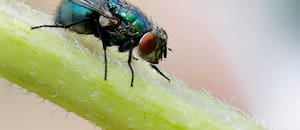 México libera moscas producidas en el país para frenar una plaga