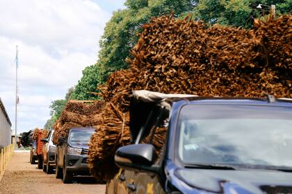 La cola de camionetas cargadas con fardos de tabaco seco, aguardan para entrar a las instalaciones de la CTM. Pero también, muchas camionetas enfilan hacia el río Uruguay con indudable destino de "fuga" a Brasil.