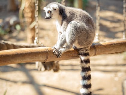 La cola del lémur de cola anillada es más grande que el cuerpo del animal