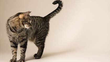 La cola trae muchas ventajas en el mundo animal. En algunos mamíferos, como en los gatos, ayuda al equilibrio