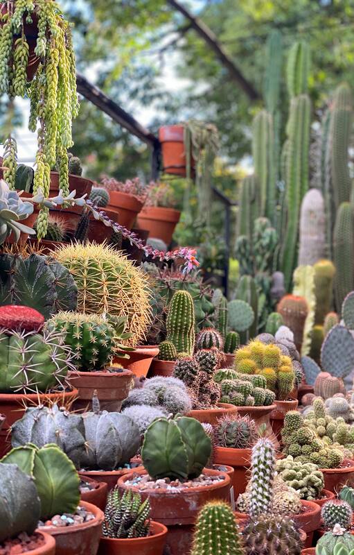 La colección de cactus y suculentas de Teresa reúne unas 500 plantas en su balcón terraza.