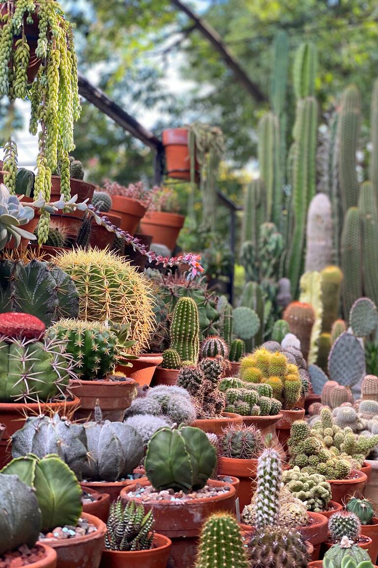 La colección de cactus y suculentas de Teresa reúne unas 500 plantas en su balcón terraza.