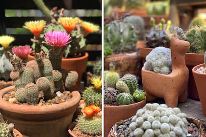 La colección de Teresa reúne unas 500 plantas. Desde hace 11 años no para de crecer.