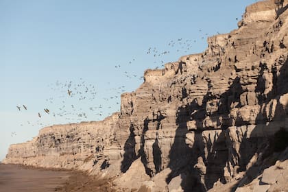 La colonia de loros barranqueros de El Cóndor atrae a biólogos del mundo entero.
