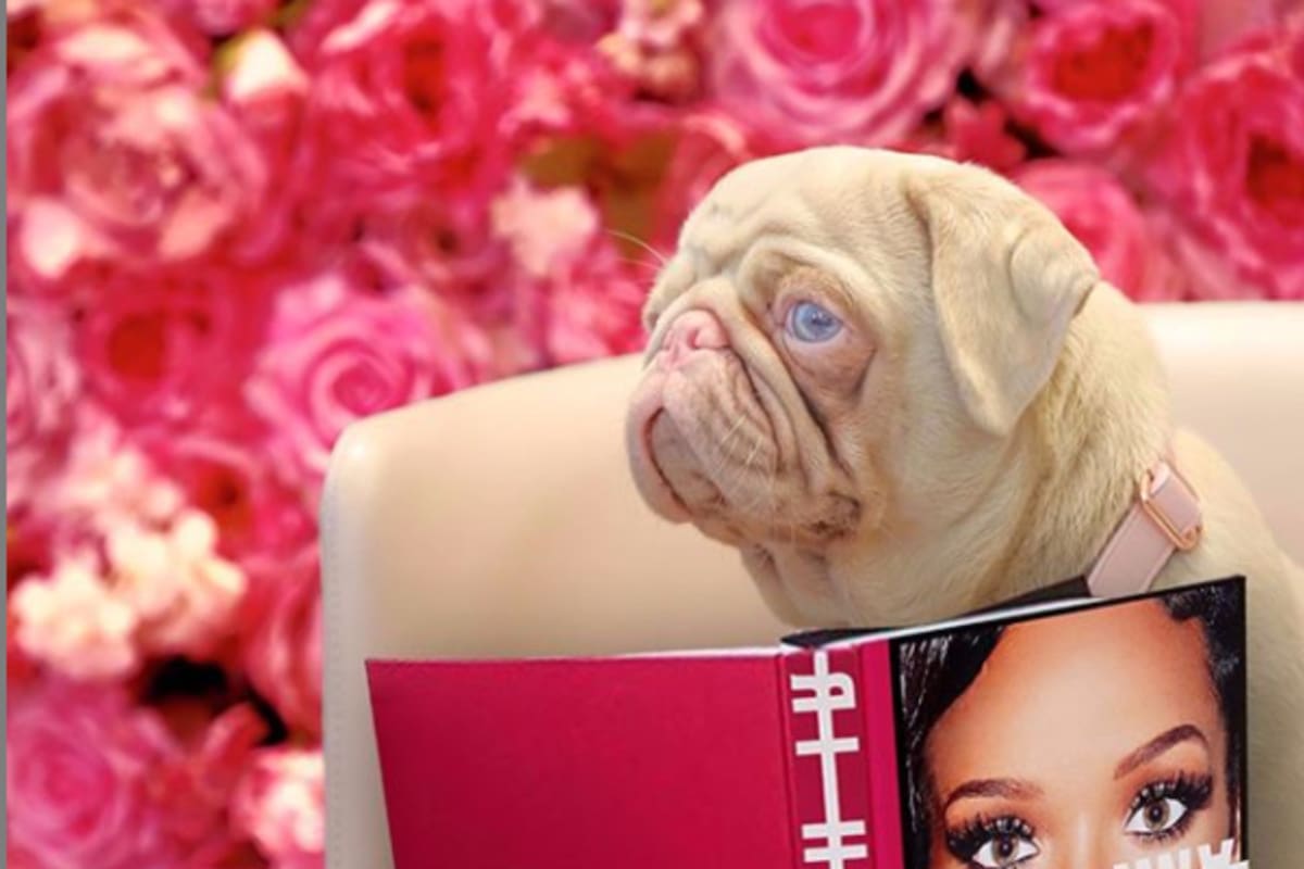 La coloración rosada del pug se debe a un ejemplar albino que viene de su familia.