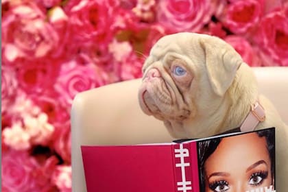 La coloración rosada del pug se debe a un ejemplar albino que viene de su familia.