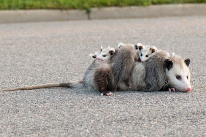 La comadreja es un marsupial que lleva a sus crías en una bolsa en su panza igual que un canguro