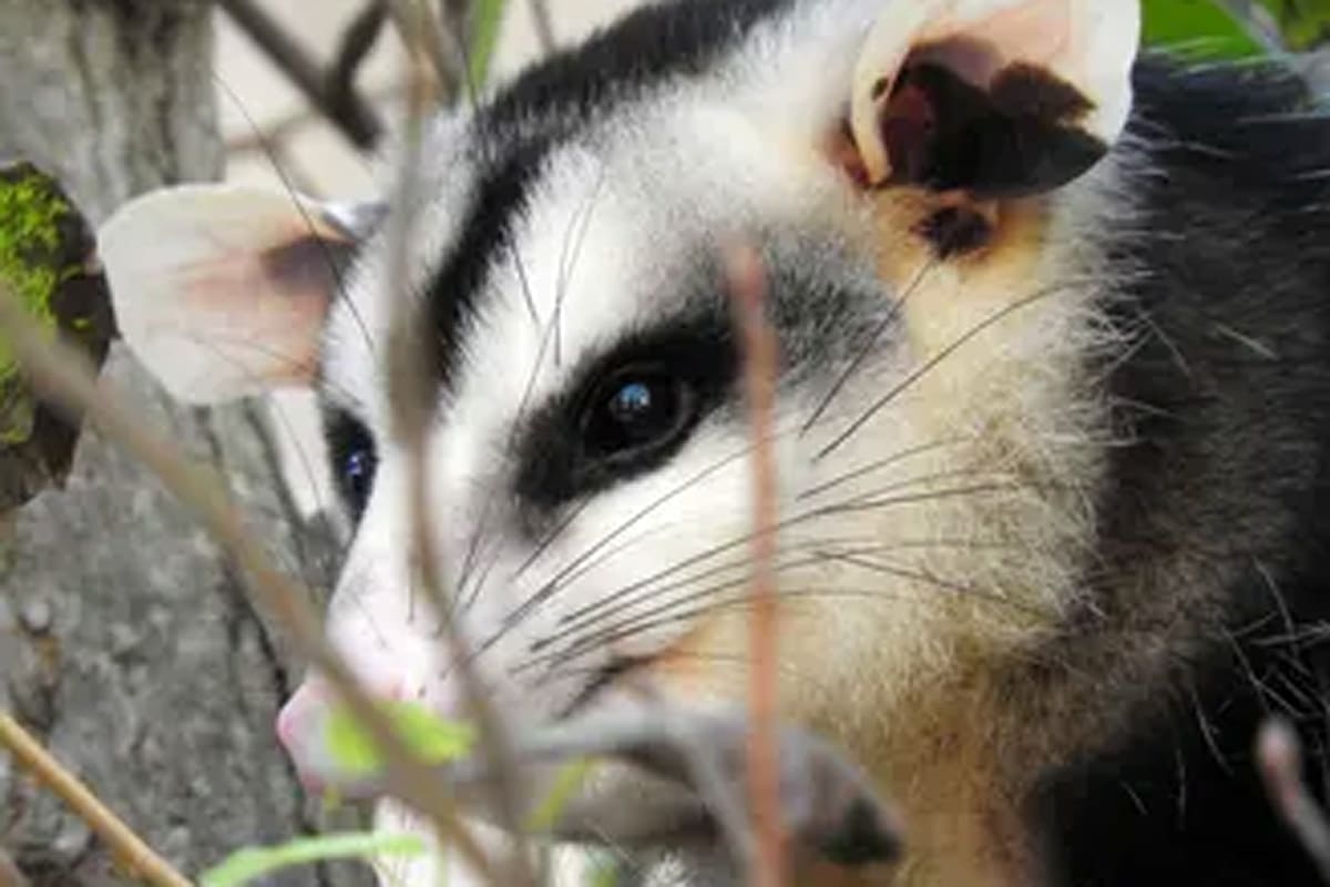 La comadreja puede parecer agresiva cuando se siente amenazada, pero es solo un mecanismo de defensa