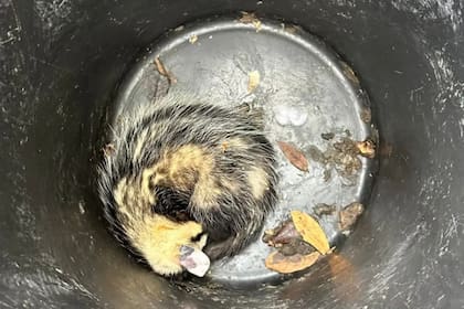 La comadreja que cuidó Juana Repetto en el tacho de basura de su casa
