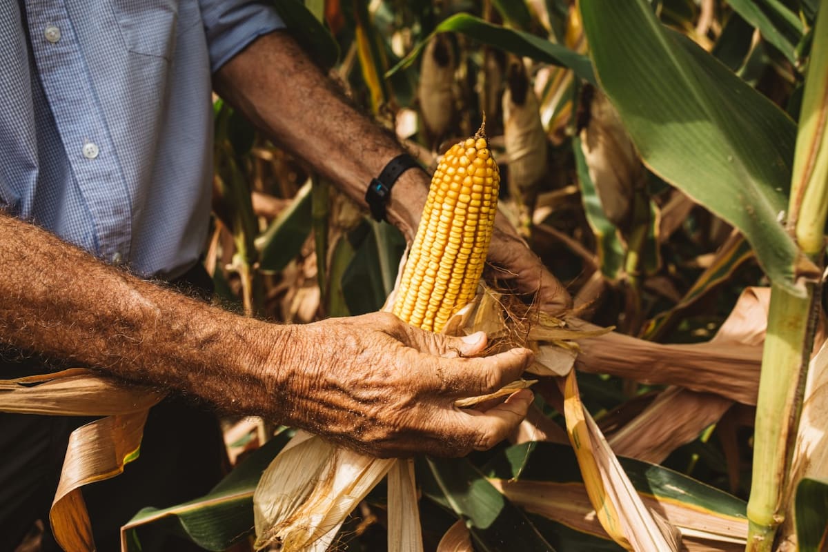 La combinación de prácticas de manejo permite reducir el efecto de las restricciones hídricas. Foto Nidera