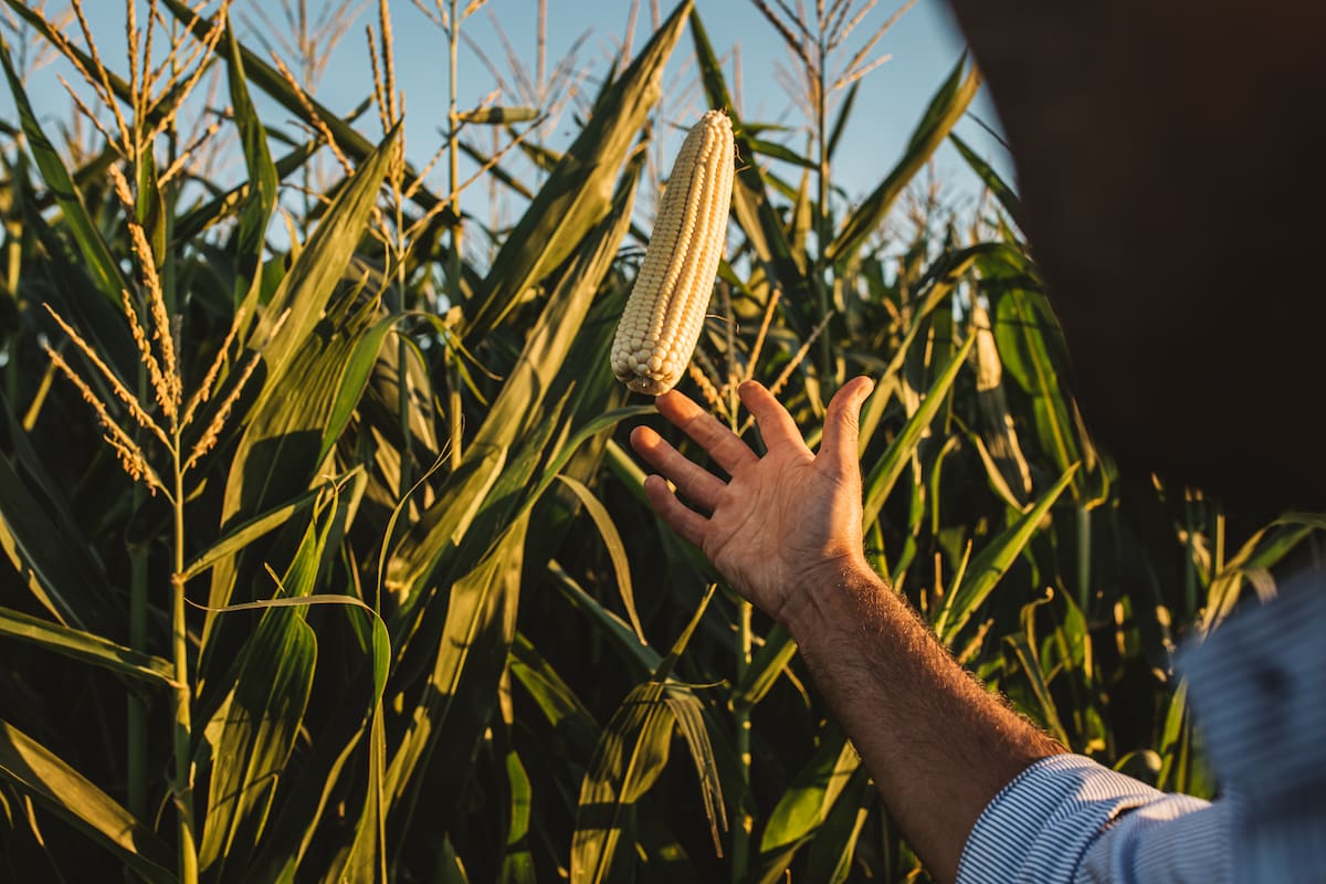 La combinación entre genética, ambientación y manejo permite maximizar el potencial de rendimiento del cultivo en cada ambiente productivo.