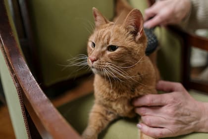 La comida balanceada en exceso puede provocar vómitos regulares en los gatos