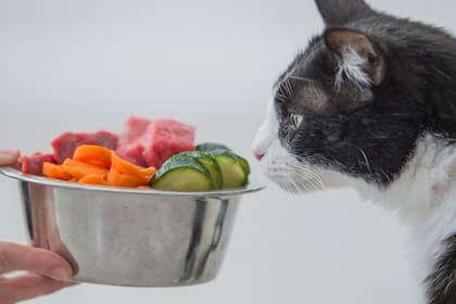 La comida para gatos debe aportarles proteínas, minerales y fibra