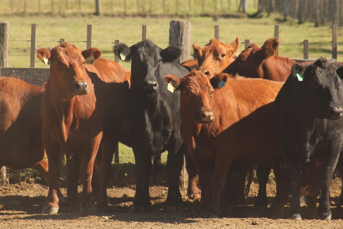 La Comisión de Carnes de la Sociedad Rural Argentina realizó un informe sobre el estado de la ganadería argentina