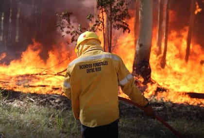 La Comisión Forestal del Distrito Entre Ríos de la Sociedad Rural Argentina (SRA) emitió un informe que describe la dura realidad productiva que está atravesando esta actividad