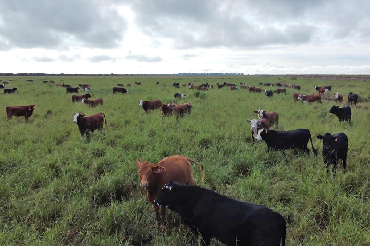 La compañía cuenta con 46.000 hectáreas dedicadas a la actividad ganadera, donde realiza cría, recría, invernada y engorde de ganado bajo el sistema de feedlot: Juramento
