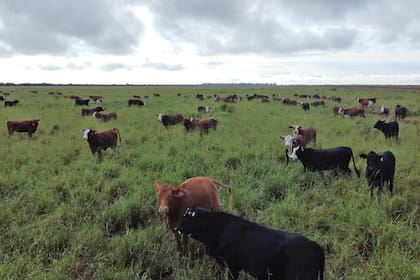 La compañía cuenta con 46.000 hectáreas dedicadas a la actividad ganadera, donde realiza cría, recría, invernada y engorde de ganado bajo el sistema de feedlot: Juramento