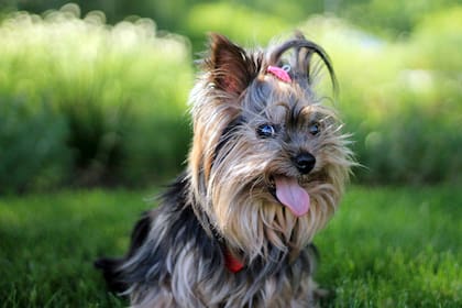 La compañía de animales, junto a otros hábitos saludables, ayudan a mejorar la salud mental
