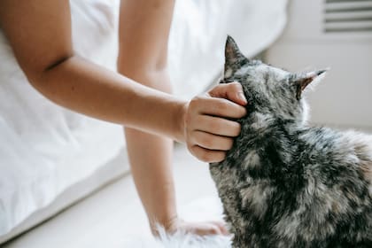 La compañía de los gatos se asoció siempre con bienestar emocional, aunque no necesariamente con una reducción del estrés