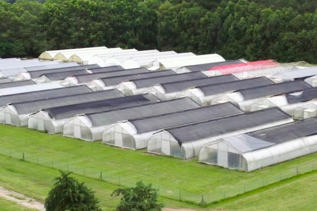 La compañía es referente en producción y exportación de limones en el Hemisferio Sur