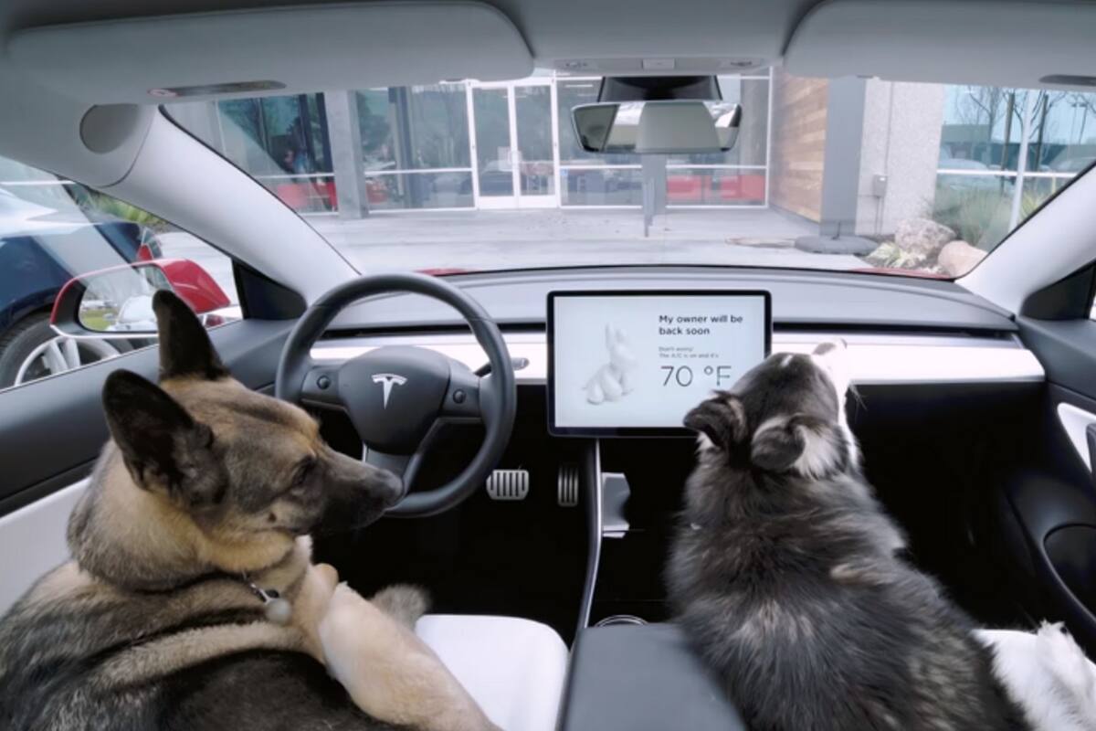 La compañía liderada por Elon Musk presentó una actualización que permite regular el aire acondicionado dentro del auto para que los perros no se sofoquen por las altas temperaturas