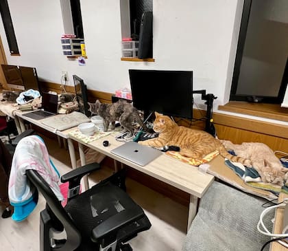 La compañía Qnote adoptó a nueve gatos que son considerados "colaboradores" en el espacio de trabajo
