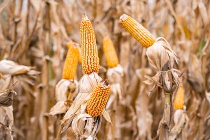 La compañía refuerza su propuesta para el cultivo de la mano de híbridos daptados a todas las zonas agroecológicas