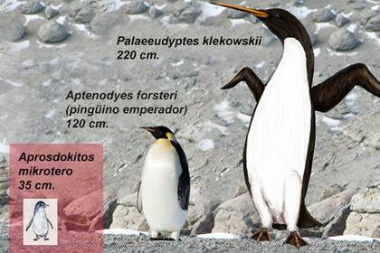 La comparación de alturas de los pingüinos actuales con el pingüino gigante