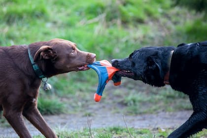 La competencia por ciertos recursos como la comida y los juguetes puede provocar peleas entre perros que conviven