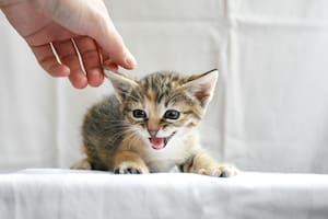 La comunicación entre gatos y humanos es un misterio que la tecnología intenta descifrar