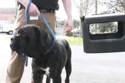 La comunidad bautizó al canino con el nombre de Bear, que puede estar relacionado con su tamaño, puesto que es de raza grande, lo que también dificultaba su captura (Captura video)